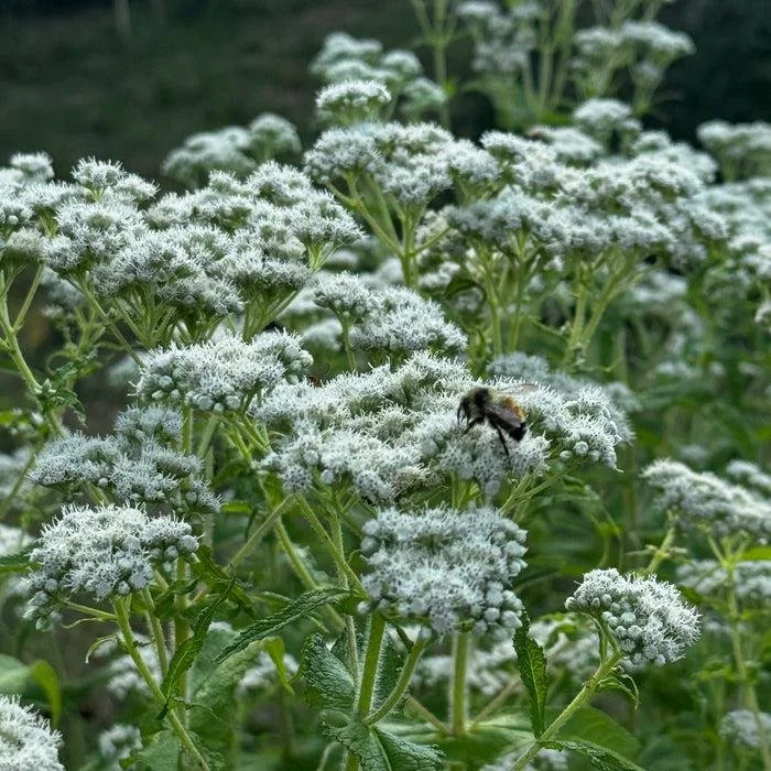 Boneset (Eupatorium perfoliatum)