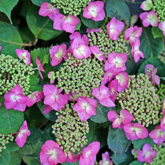 Hydrangea serrata ‘Tuff Stuff Top Fun’