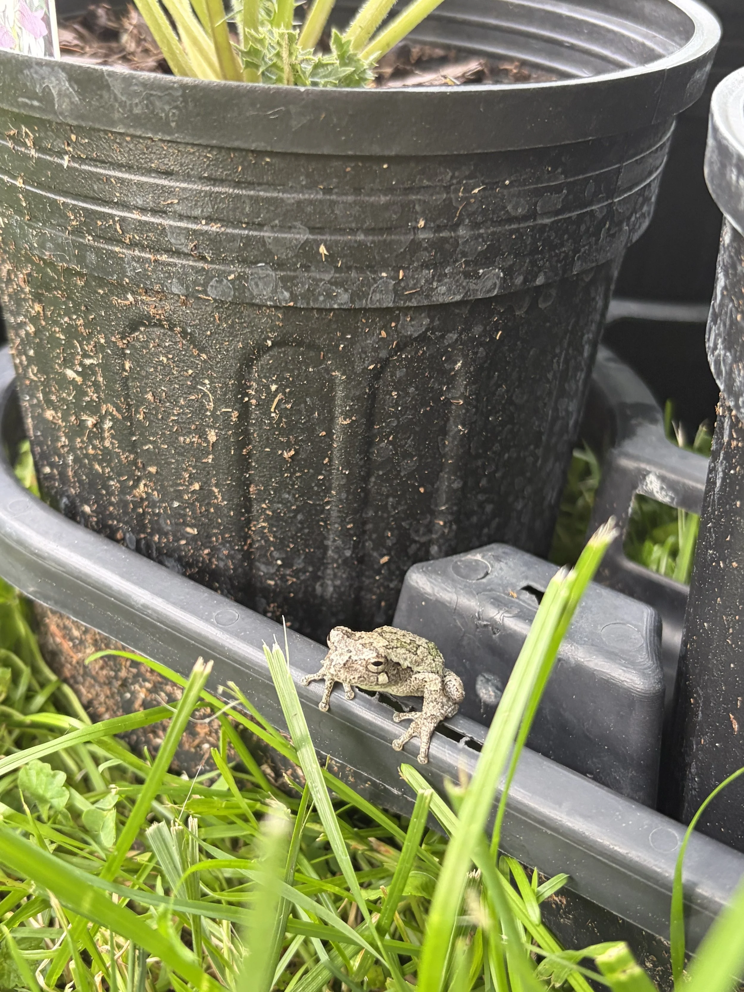 A small gray and brown toad sitting on a black plastic plant tray amid green grass and plants.