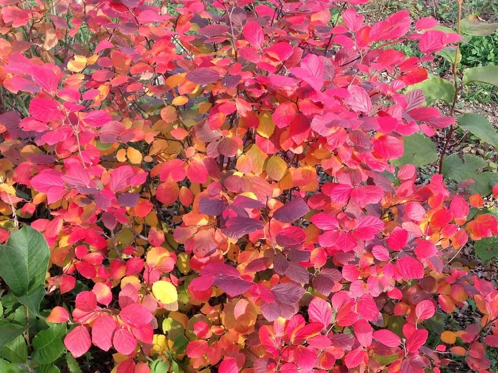 fothergilla_legend_of_the_fall_1.jpg