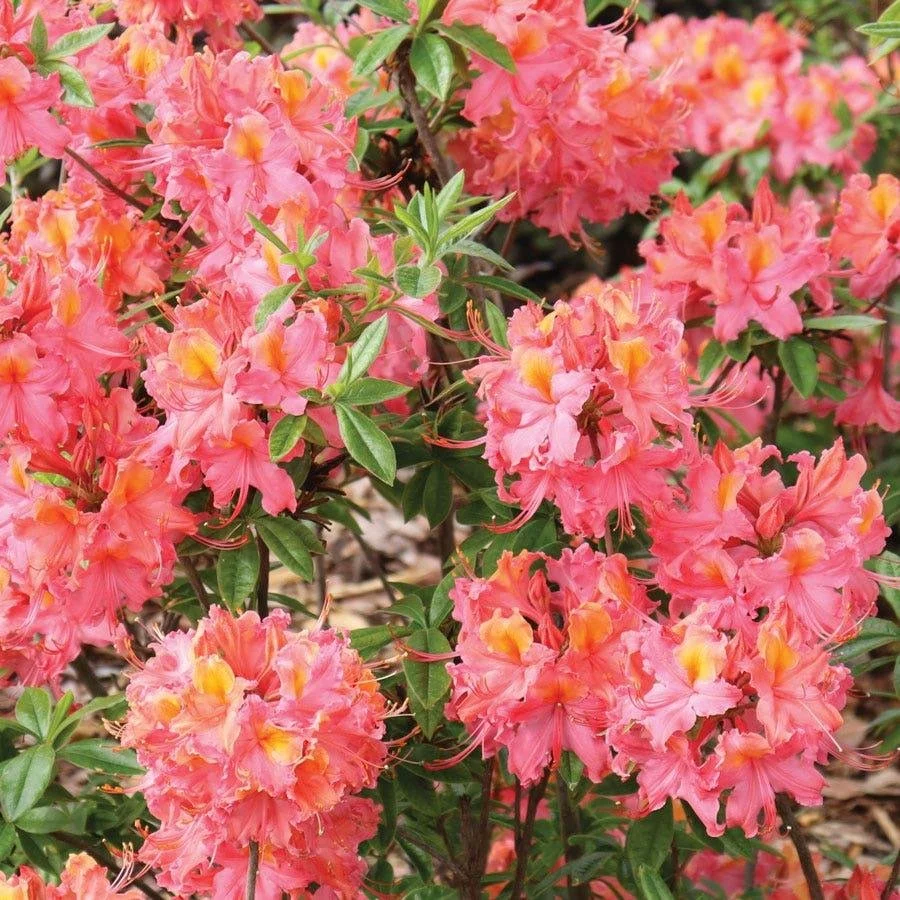Azalea ‘Sweet Reward Coral’