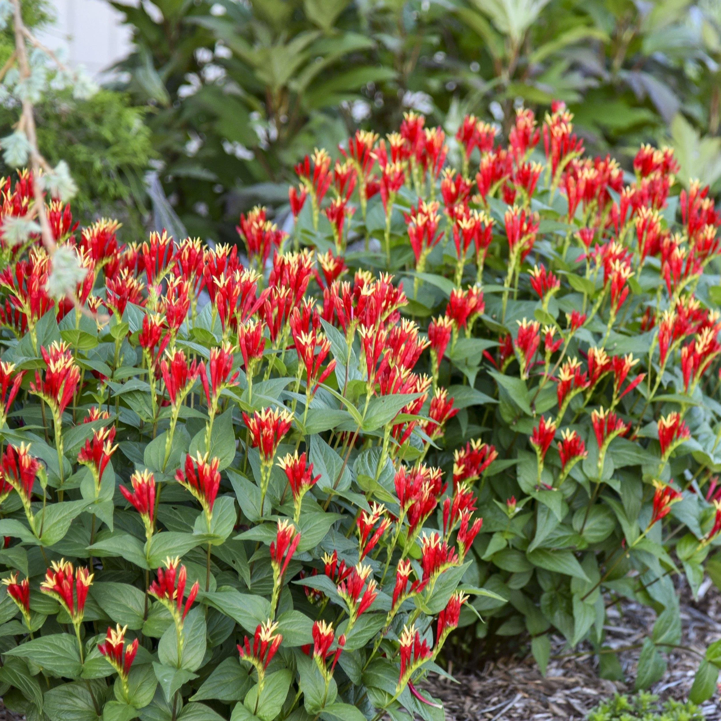 y0MZdX2ZchlWK2tDp_cn2blfpy7FvPdX-aP-TaYymTQjJ-7RKQtI9yLGGtVKGBITByIf3lFLlVWpLVPZcRo7lkqOPKzKidHjcL6WcurbqqMsyWyxh3H-EwOacLiU2BGhVATmXQa25leYtbaYr0cS2iIE0aQBemFtiWpBoE2K11sVx8v8bMB9xSV8fK3S0nSU.jpg