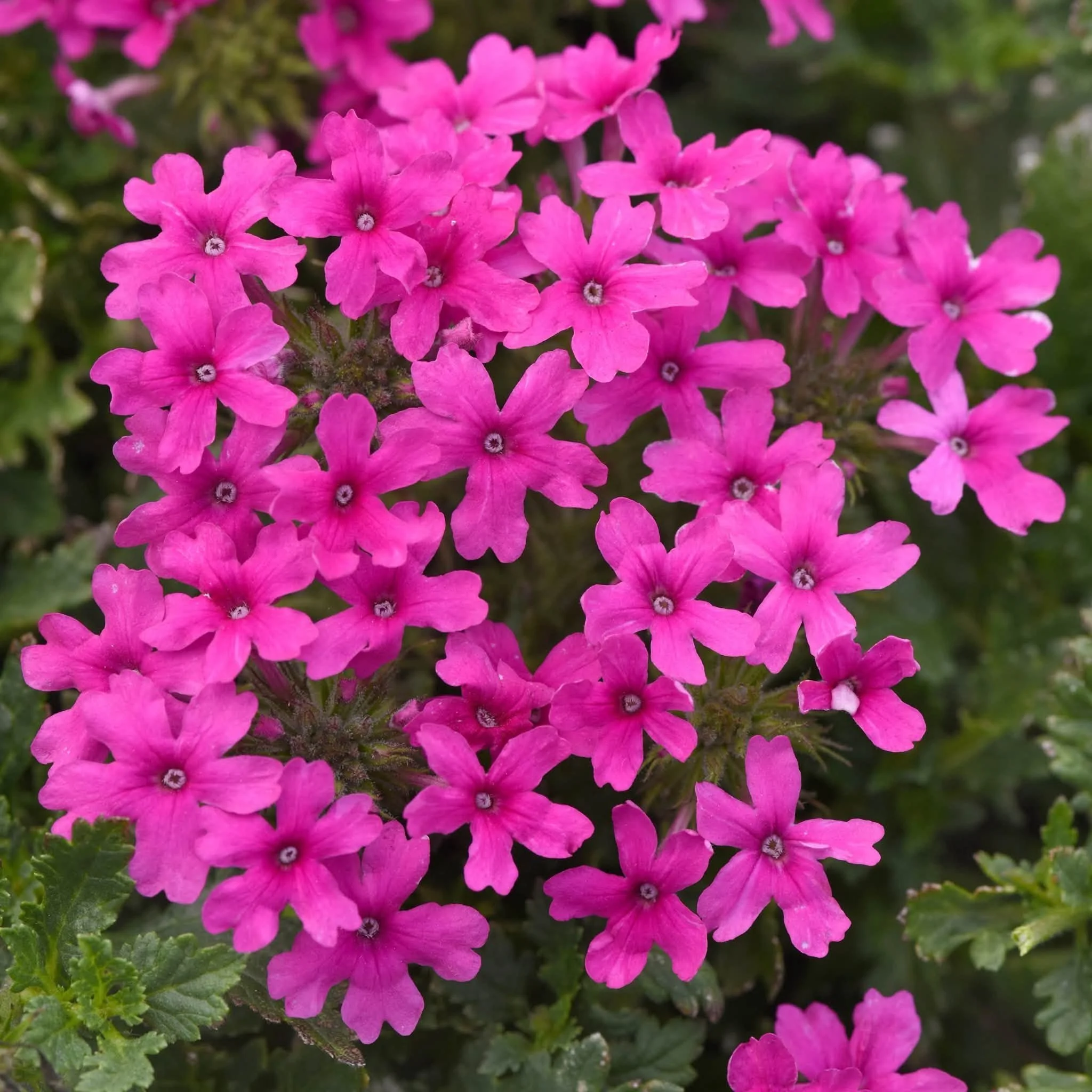 'Anna’s Pink' Rose Verbena