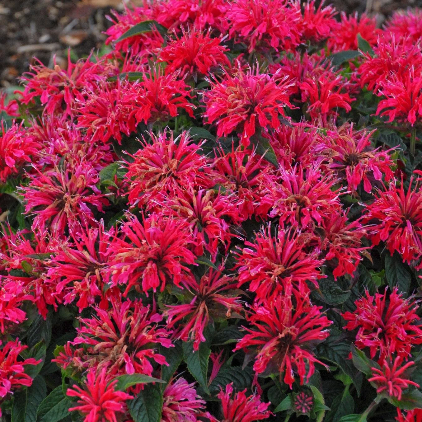 Monarda ‘Sugar Buzz Cherry Pops’ — Bee Balm
