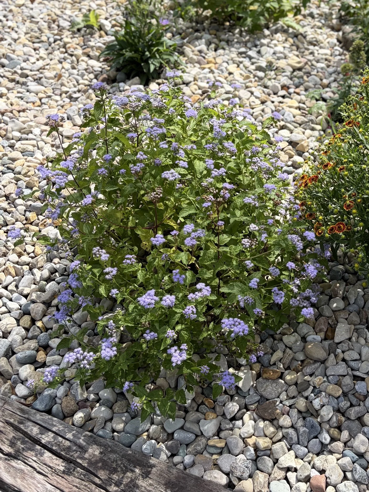 Purple flowering plants surrounded by multicolored small rocks in a garden bed