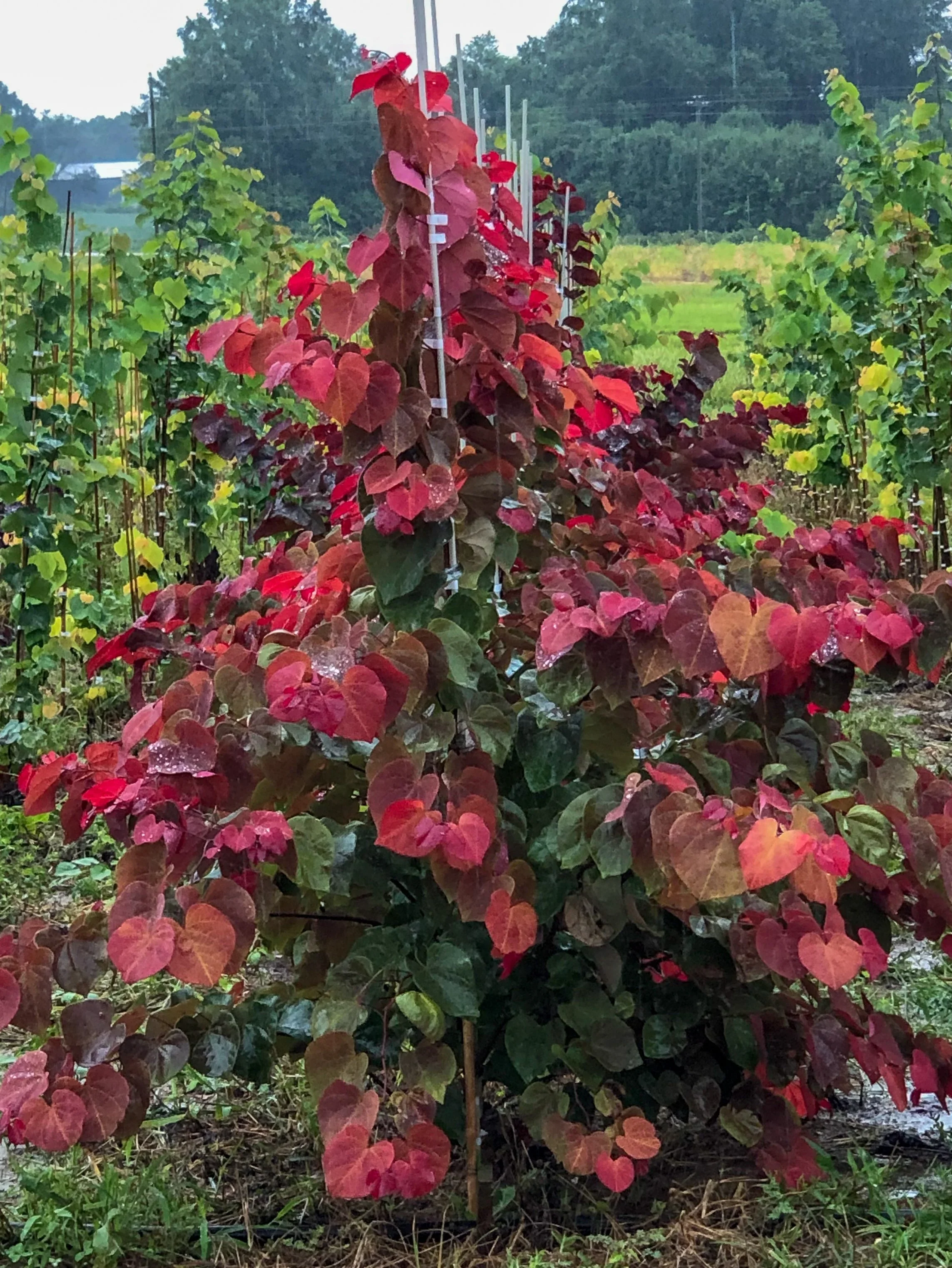 Cercis_HeartsA_fire_1.webp