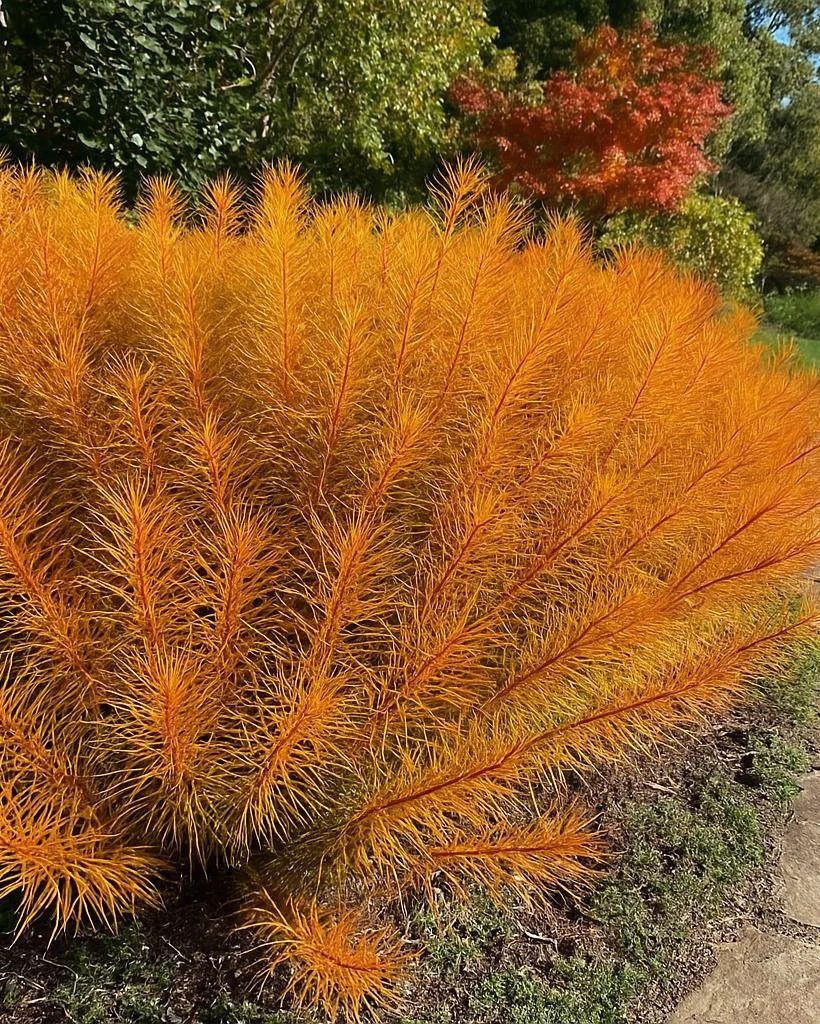 Amsonia ‘Butterscotch’ / Bluestar
