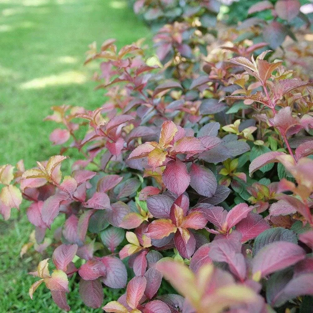 Weigela ‘Midnight Sun’ Dwarf