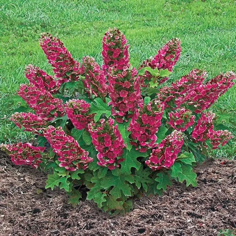 Hydrangea quercifolia ‘Ruby Slippers’