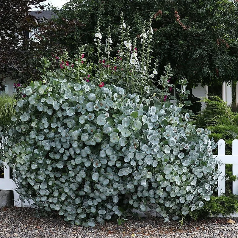 lonicera_kintzleys_ghost.jpg