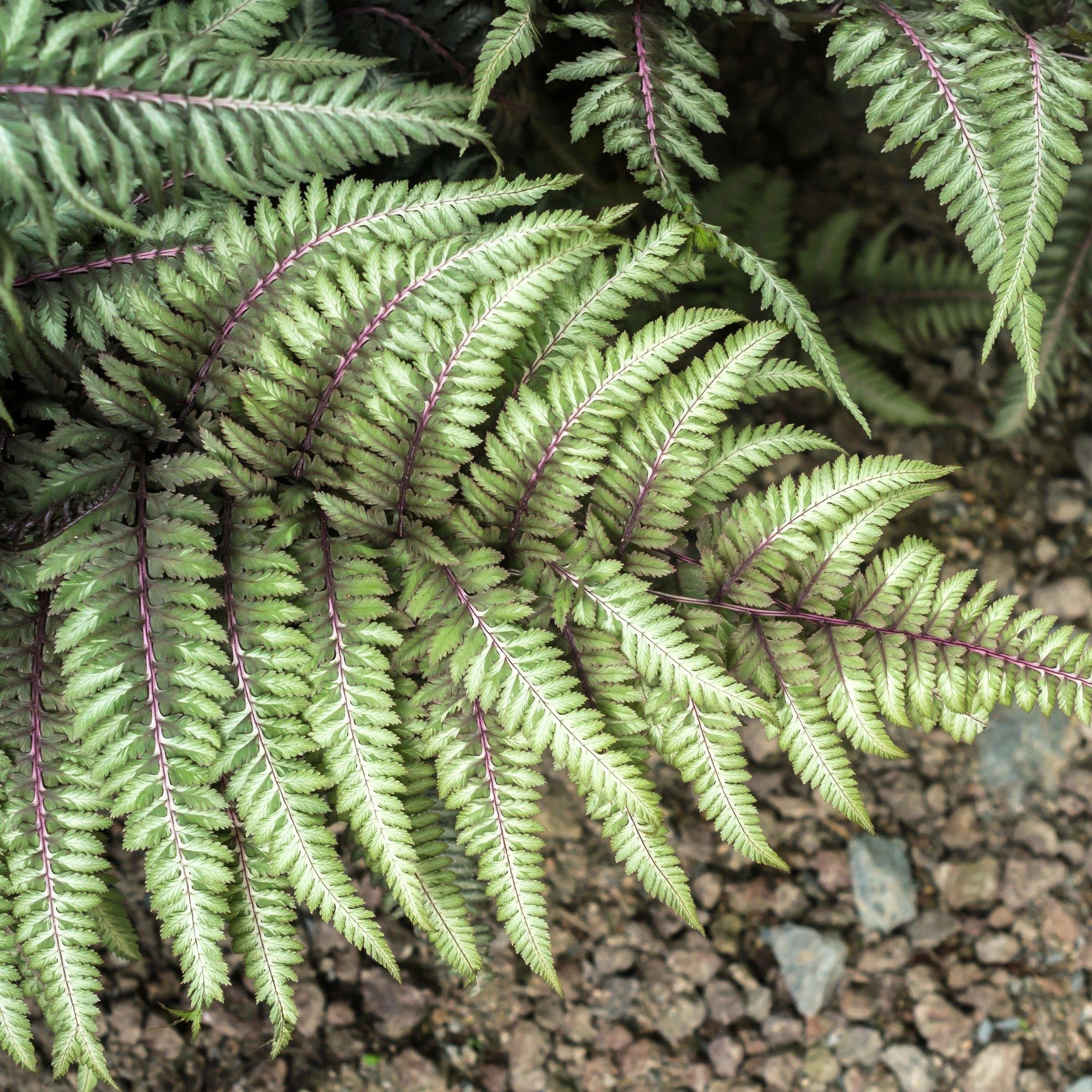 Fern ‘Godzilla’ Giant Japanese Painted Fern