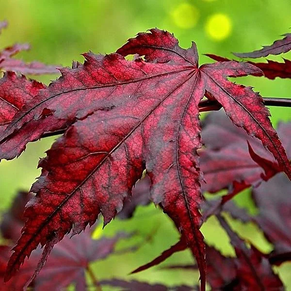 Acer palmatum ‘Purple Ghost’ Japanese Maple