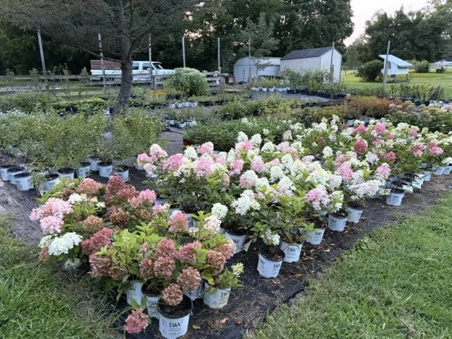 A garden nursery with potted hydrangeas in bloom, arranged in rows on black landscape fabric, with a small shed, trees, and a fence in the background.