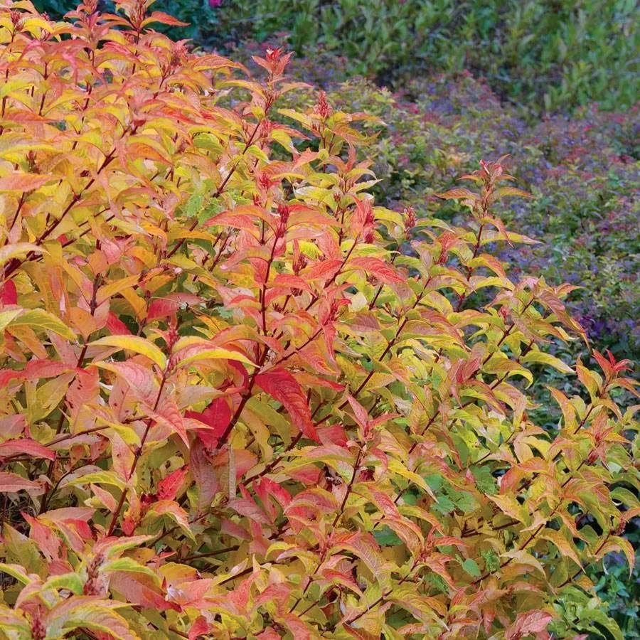 Diervilla ‘Kodiak Orange’