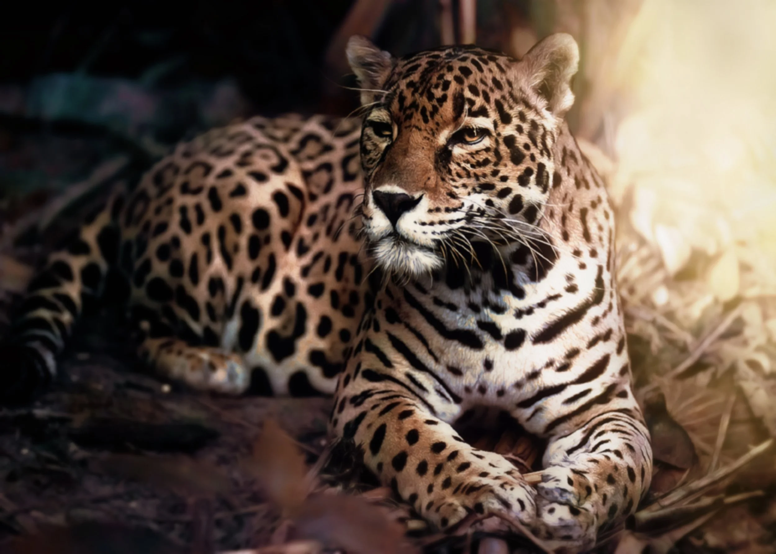 jaguar 007.jpg