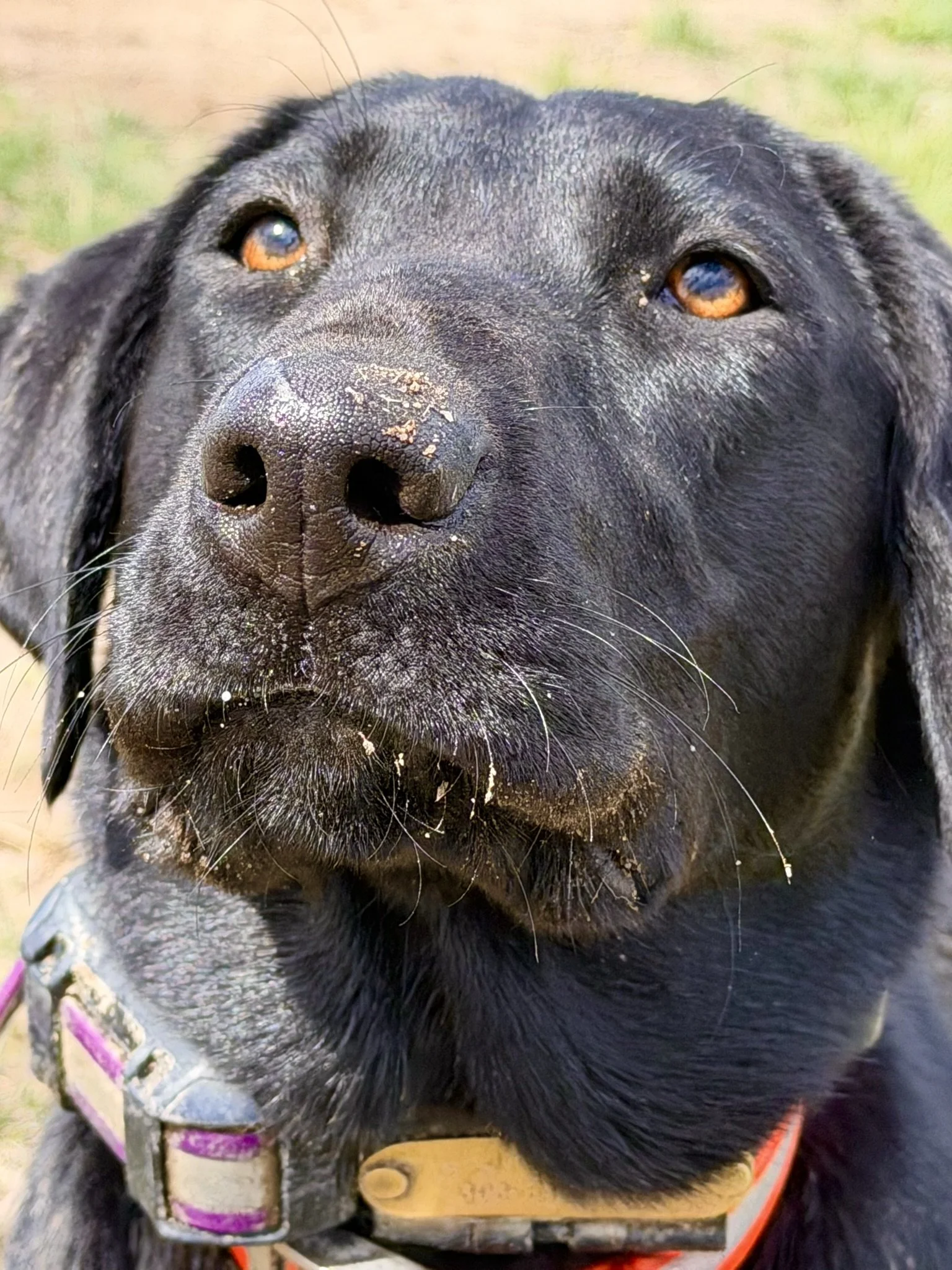 Close-up of a black dog's face, with nose and brown eyes, wearing a pink striped collar.