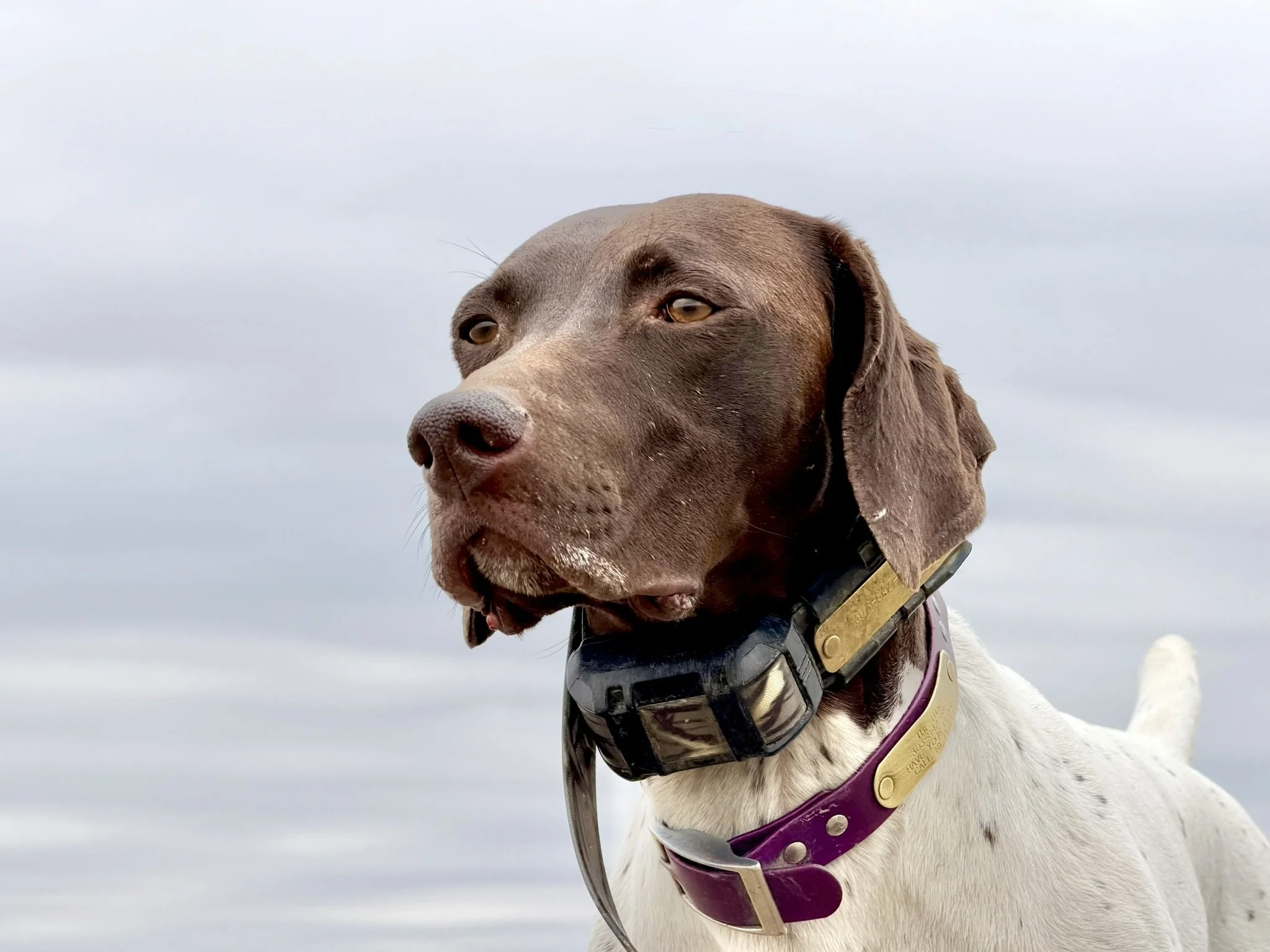 Close-up of a brown and white dog with a yellow eye, wearing a purple collar and a black harness, standing outdoors during cloudy weather.