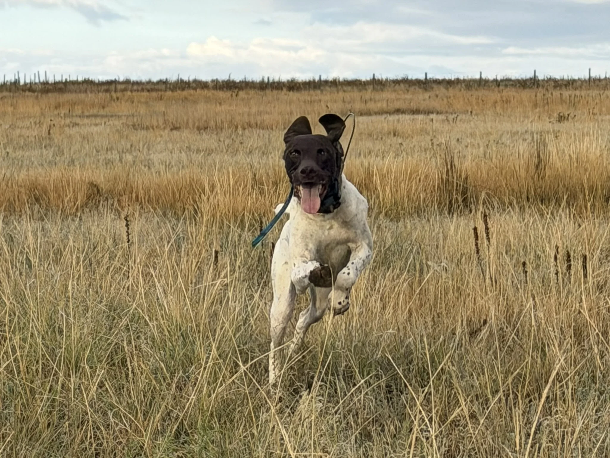 A gsp leaping with joy in a grassy field with tall golden grass, overcast sky, and wooden fence in the background.