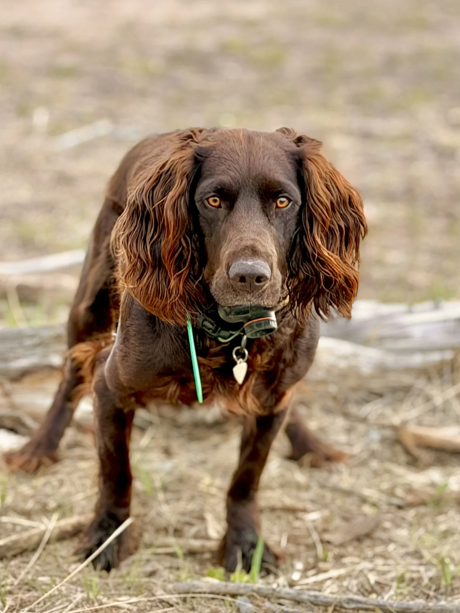 A german spaniel with long ears and yellow eyes standing outdoors on a dirt ground with dry grass.