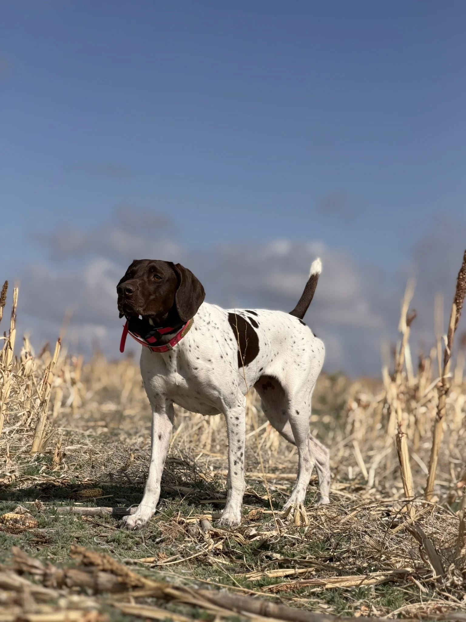 A german shorthaired pointer hunting. gsp dog in training.