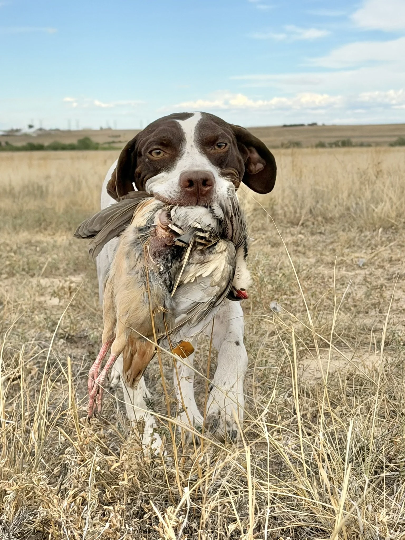 A brown and white dog, likely a hunting dog, standing in a dry grassy field with a bird in its mouth, under a partly cloudy sky.
