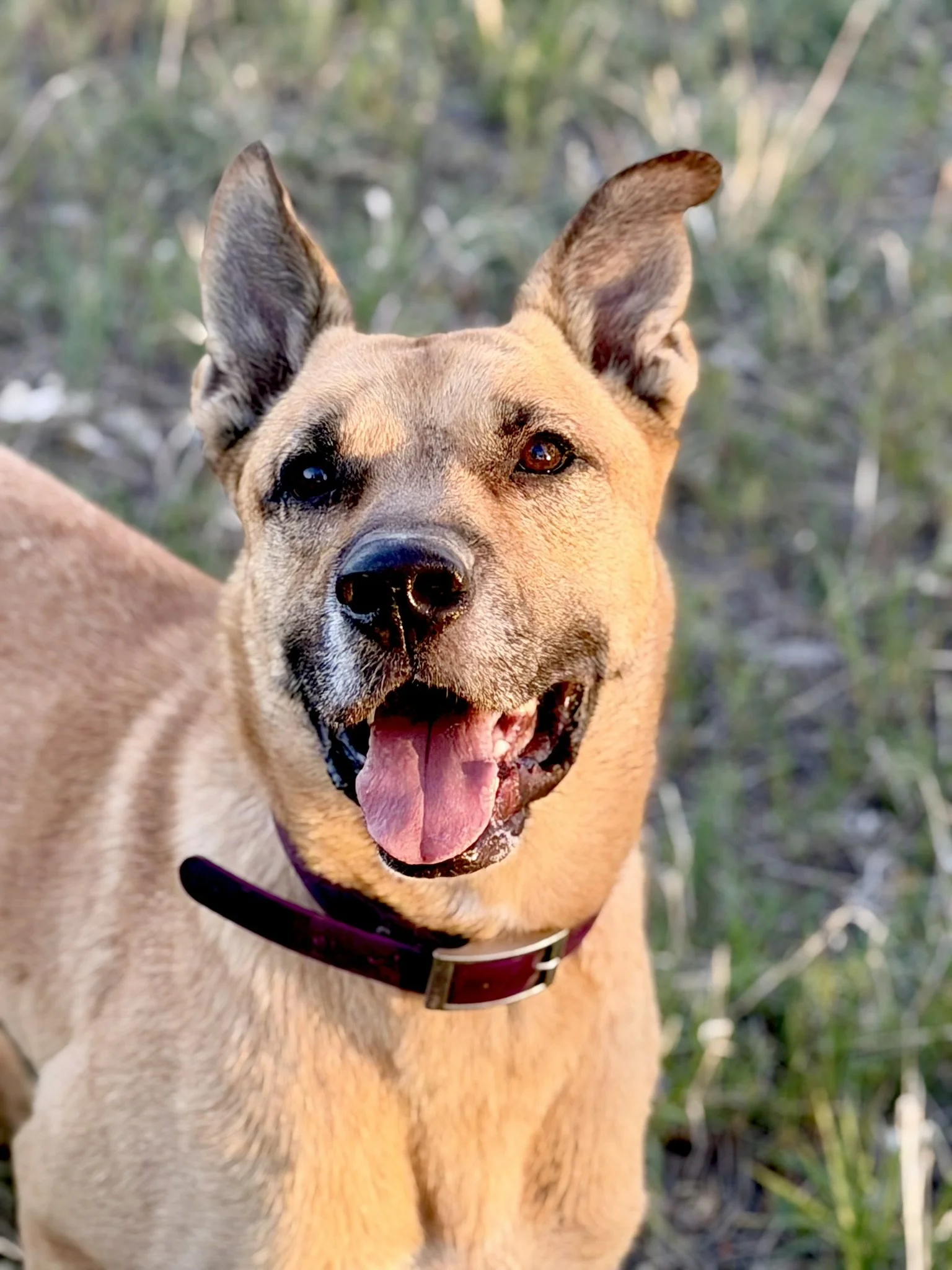 A tan-colored dog with big ears, one standing upright and the other slightly bent, smiling with its tongue out, wearing a maroon collar, outdoors with blurred greenery in the background.