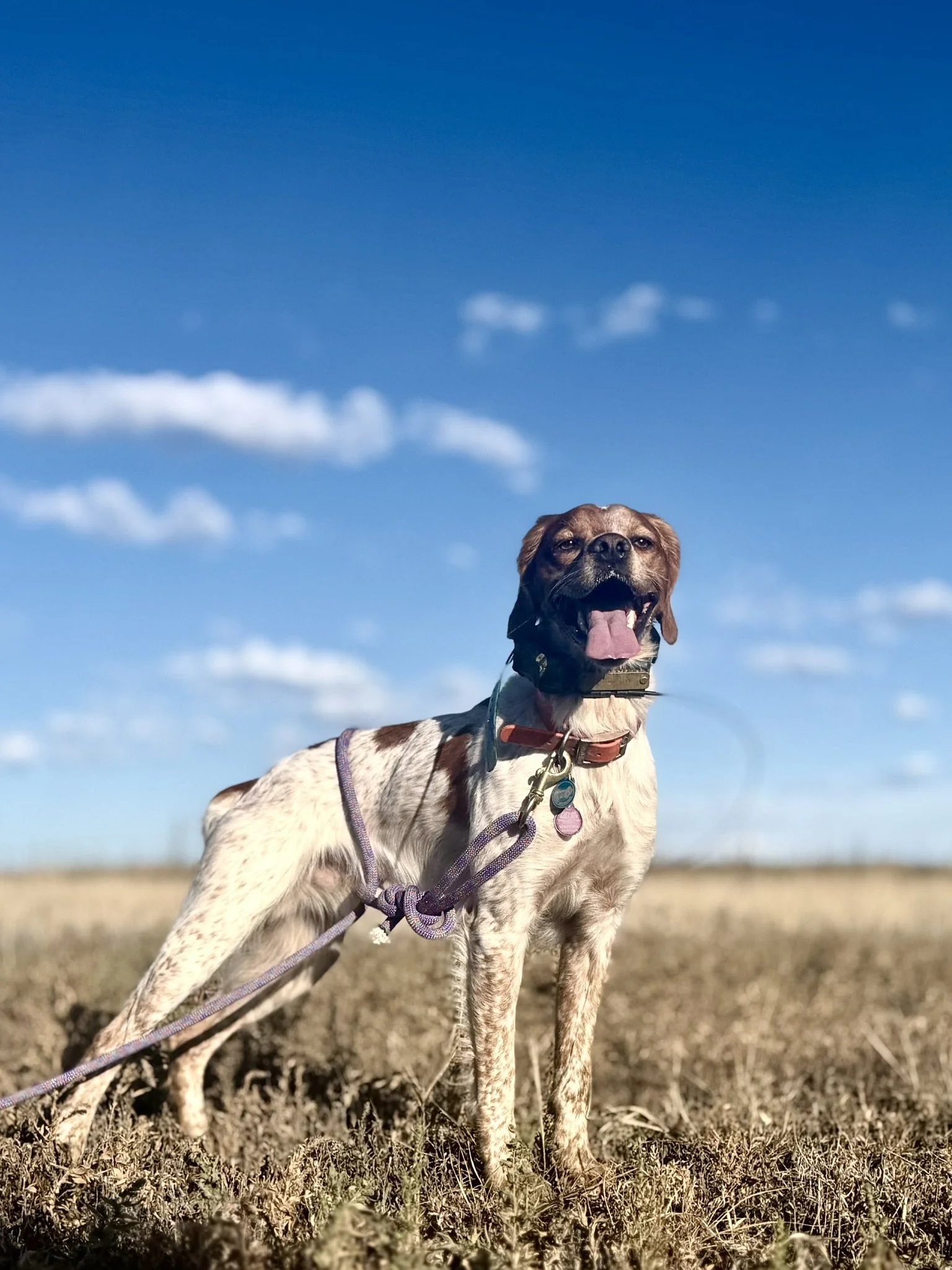 A happy dog standing outdoors on a grassy field under a blue sky with a few white clouds.