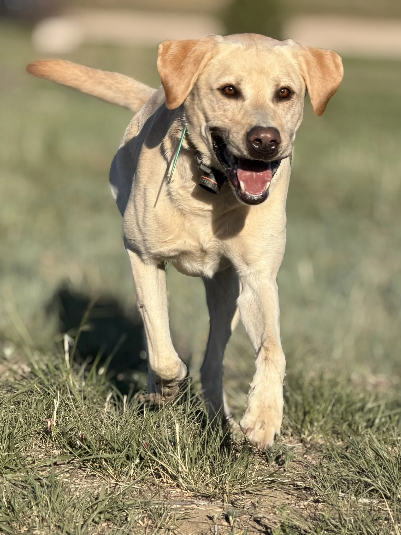 Golden retriever running in a grassy field with a wide open mouth and a collar, sunny day.