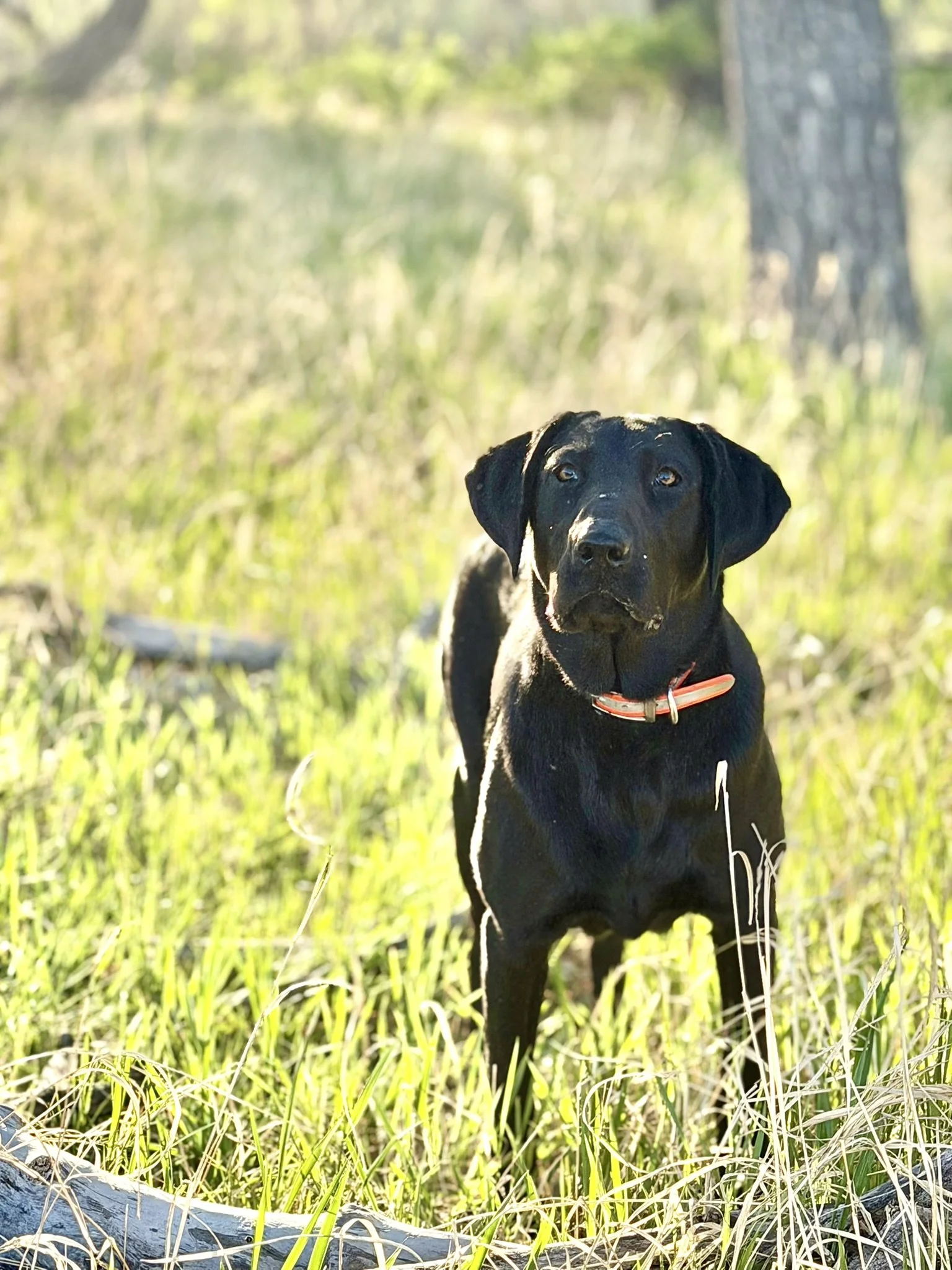 Black Labrador puppy with a red collar standing in tall green grass in a wooded area with trees in the background.