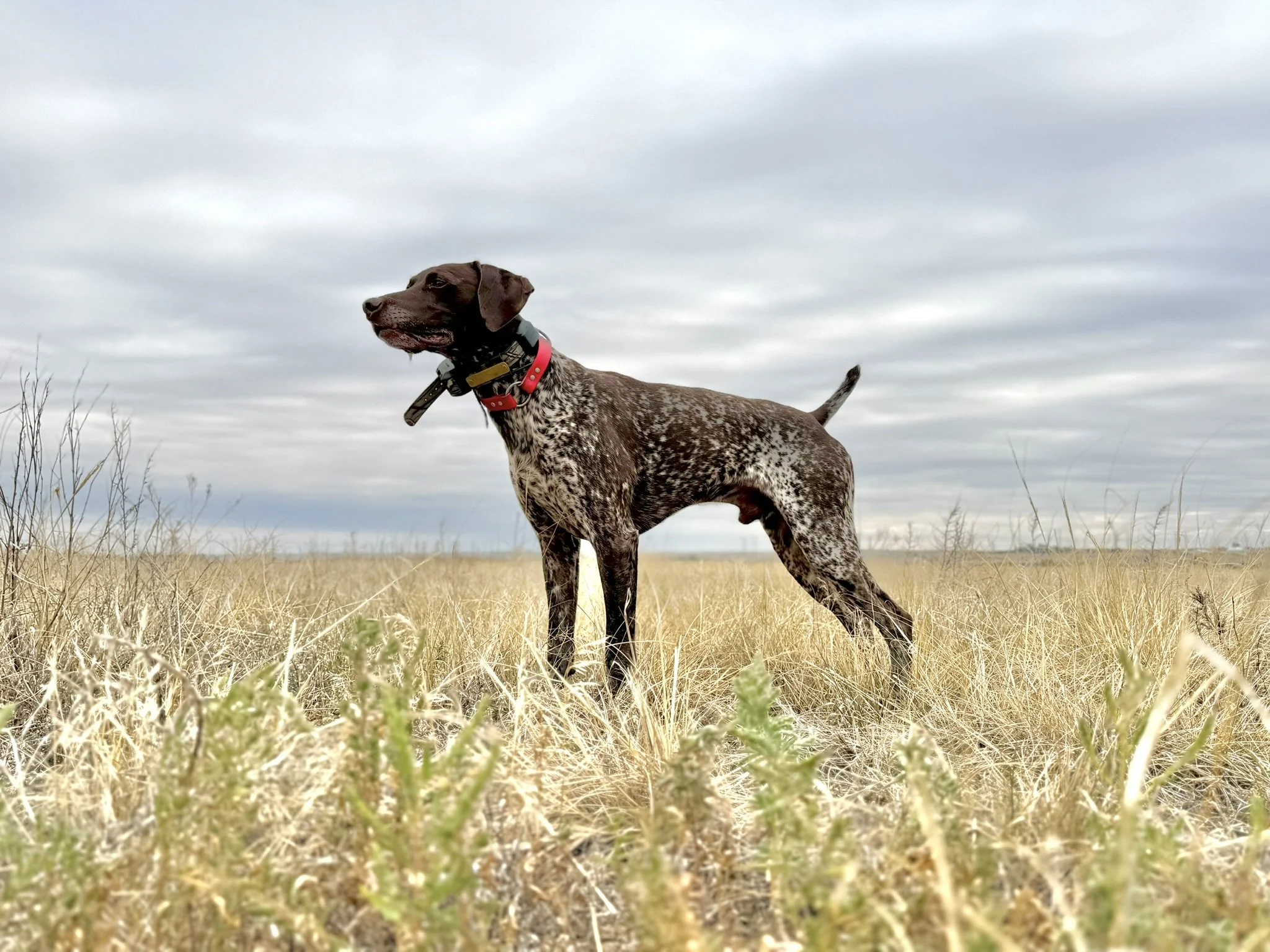 A brown and white speckled dog with a red collar standing in a dry grassy field under a cloudy sky.