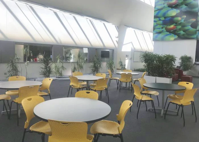 Empty cafeteria or lounge area with yellow chairs and round tables, large windows, and indoor plants.