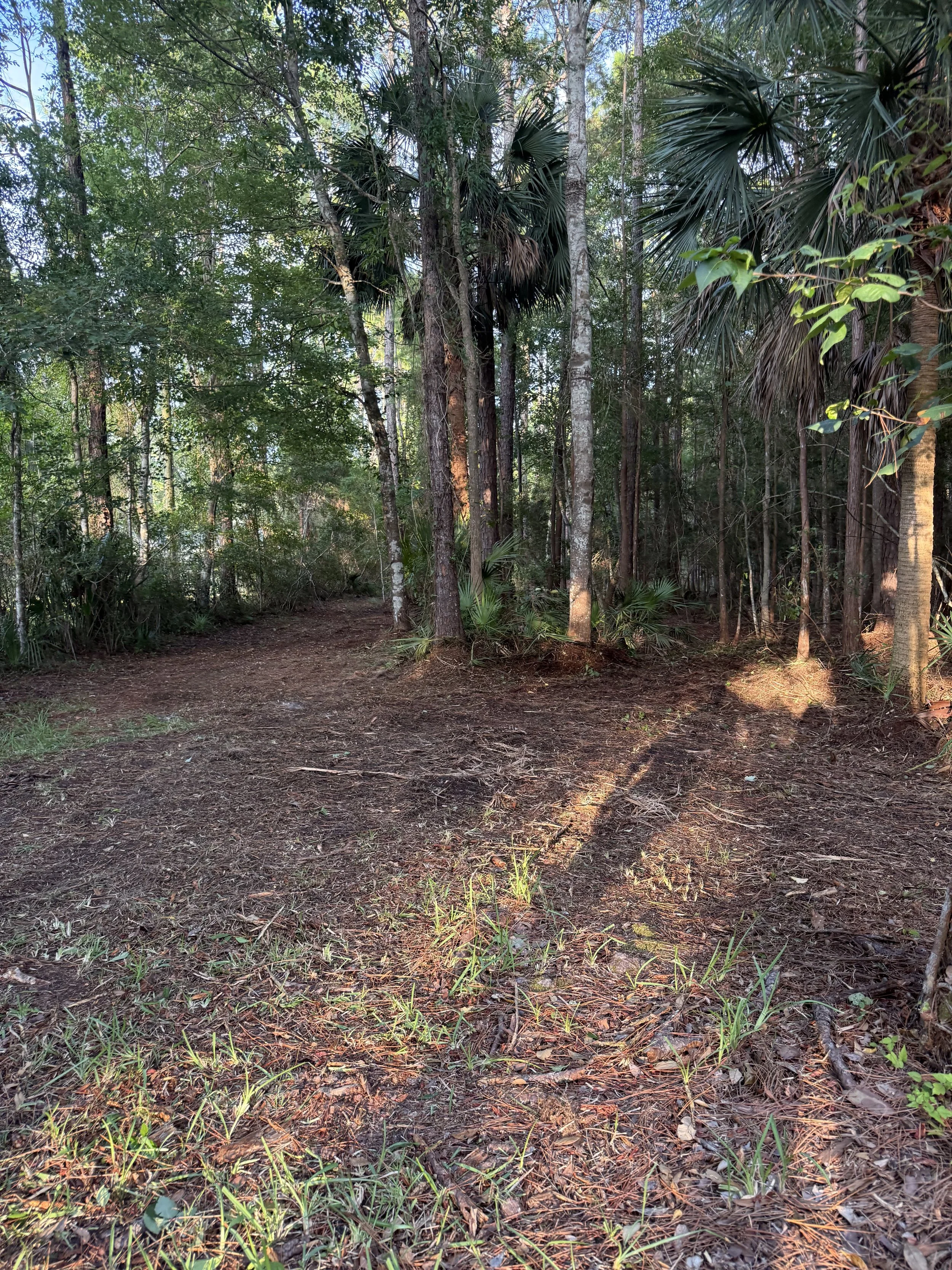 Professional forestry mulching in North Florida cleared dense underbrush, palmettos, and unwanted vegetation to create a cleaner, safer, and more usable wooded property.