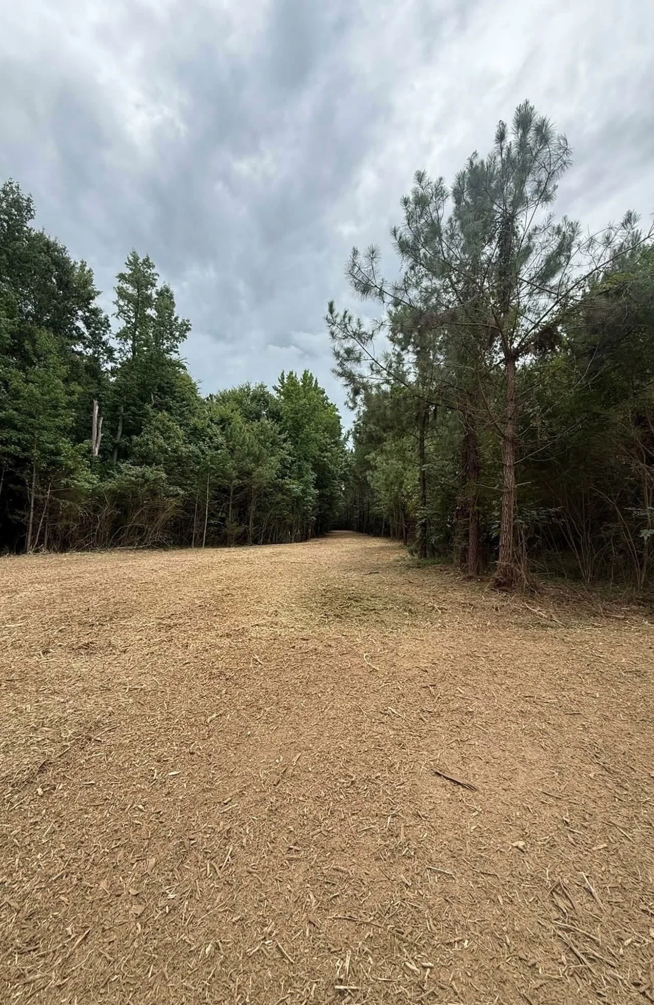 North Florida property cleared with professional forestry mulching to remove thick brush, palmettos, and small trees while leaving mature trees and a clean layer of natural mulch.
