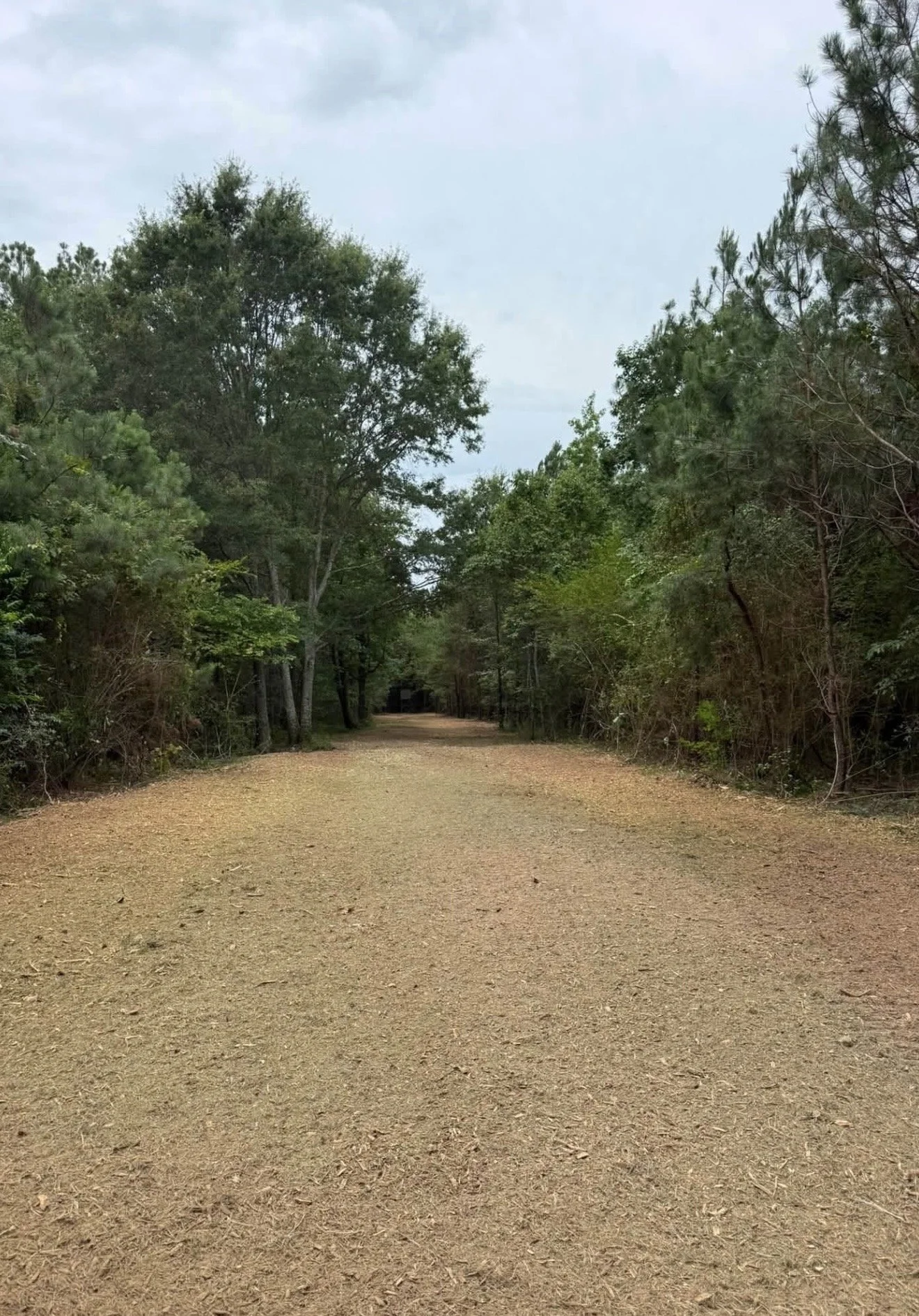 Forestry-mulched property in Jacksonville, Florida, with overgrown brush, palmettos, and small trees cleared while preserving mature trees and leaving a clean layer of natural mulch.