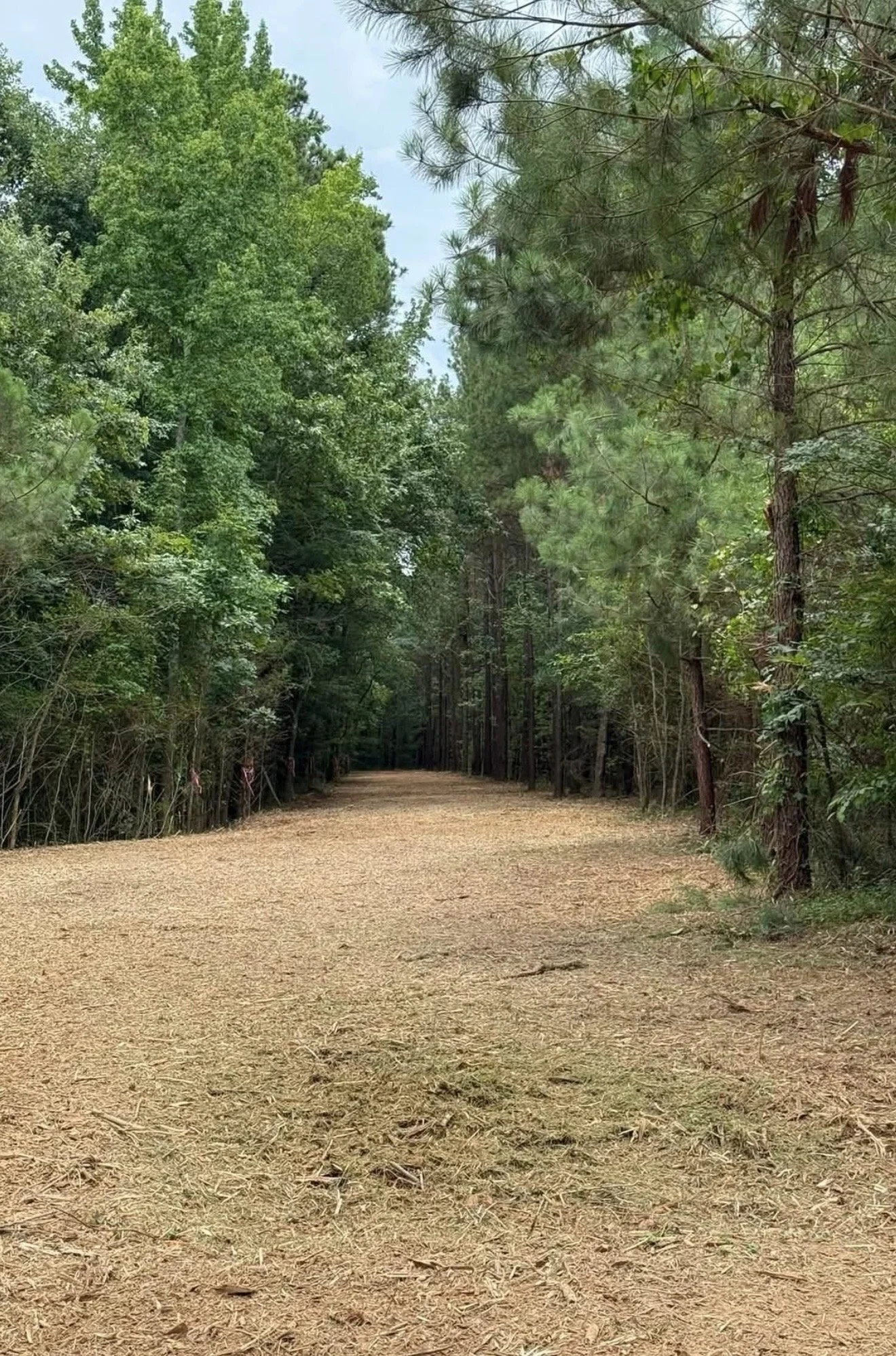 Professionally forestry-mulched land in North Florida with dense underbrush, palmettos, and unwanted vegetation removed to create a clean, accessible property while preserving mature trees.
