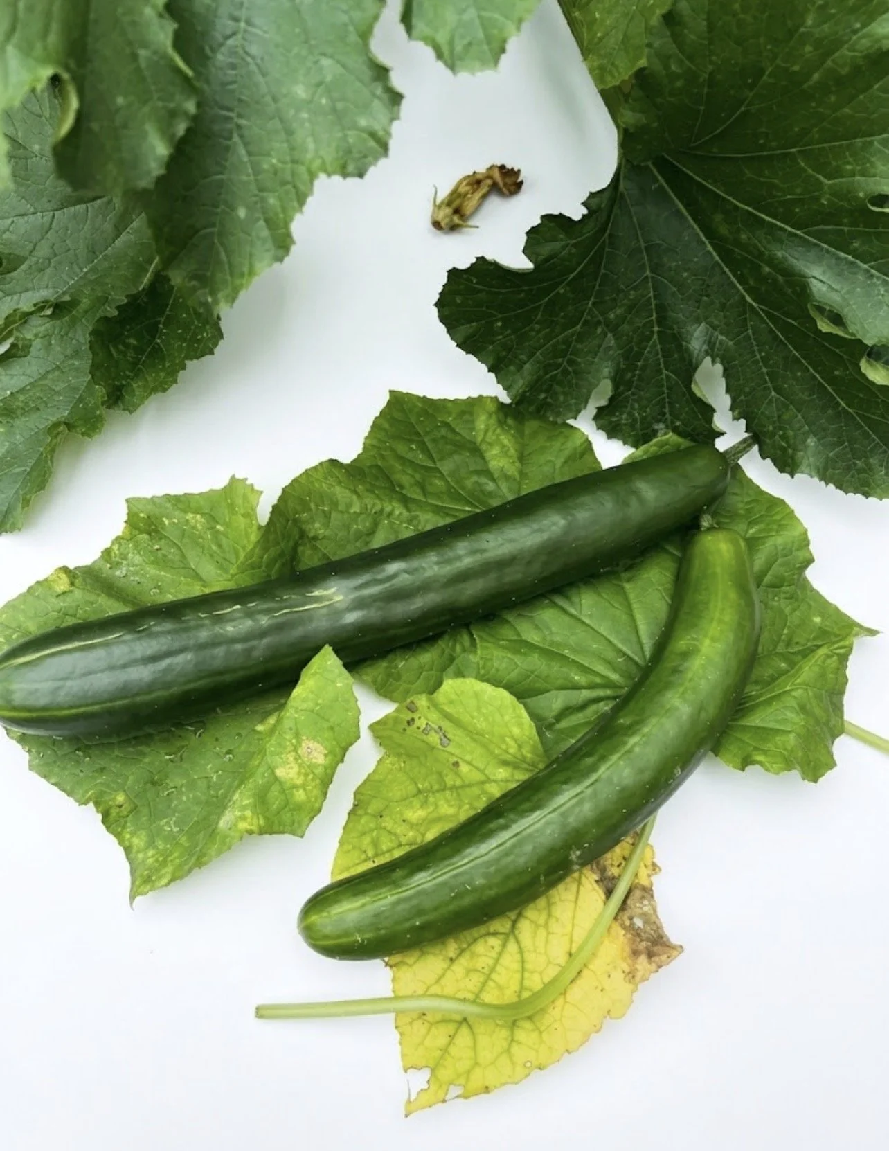 cucumber plant (Cucumis sativus)