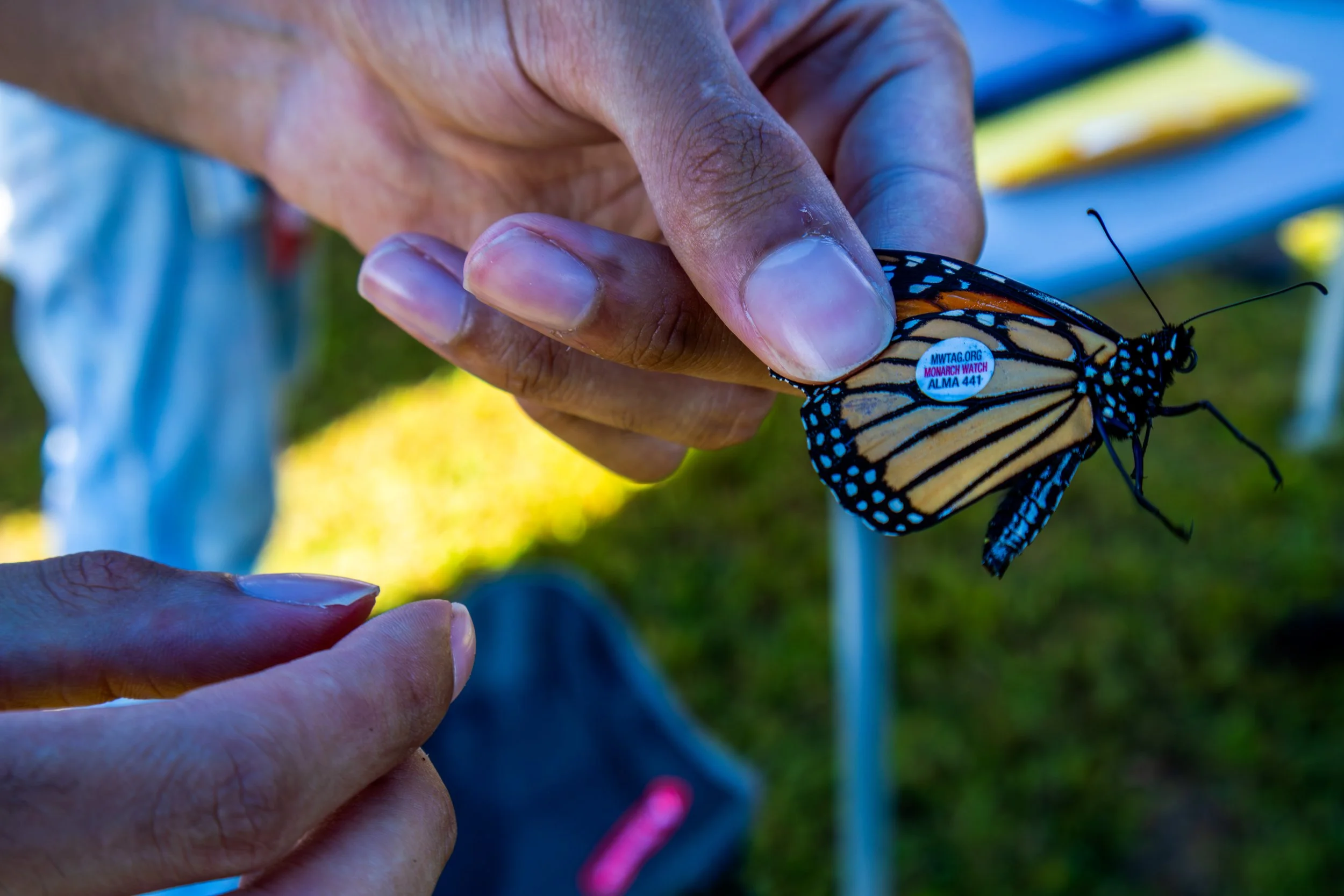 Butterfly-1.jpg