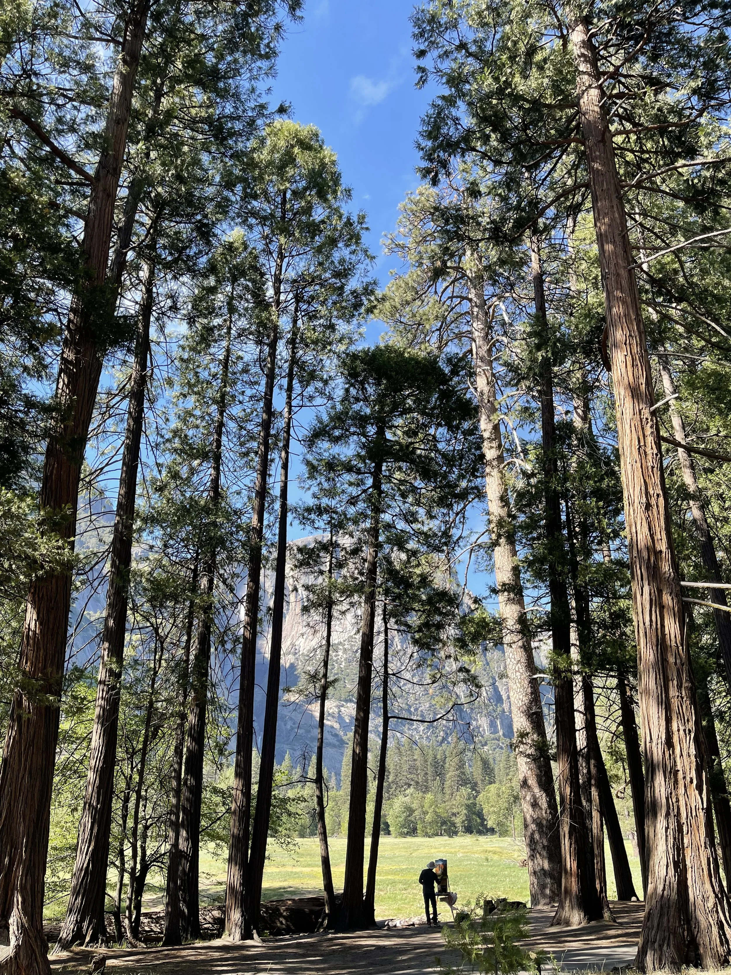 Tall redwood trees in a forest, with mountains and a clear blue sky in the background. A person is visible near a picnic table.