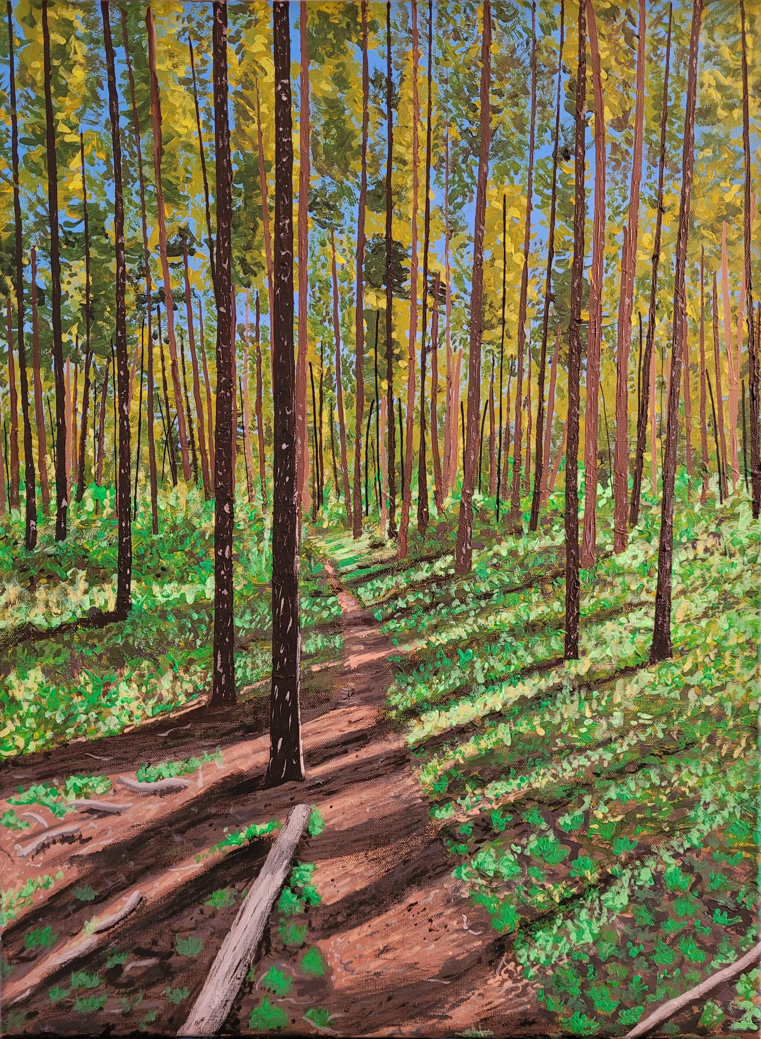 Lodgepole Forest, White River Valley