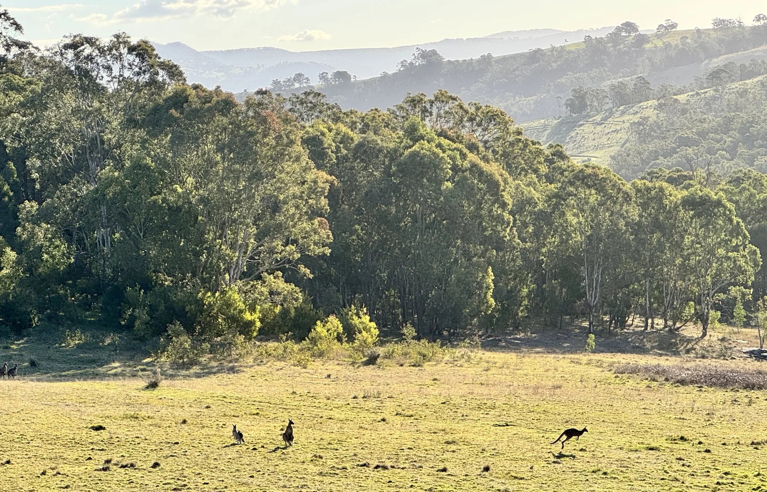 Private Group Full Day Tour: Canyons to Kangaroos