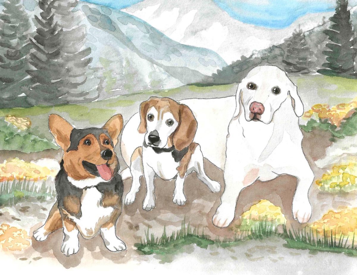 pets-three-dogs-mountains.jpg