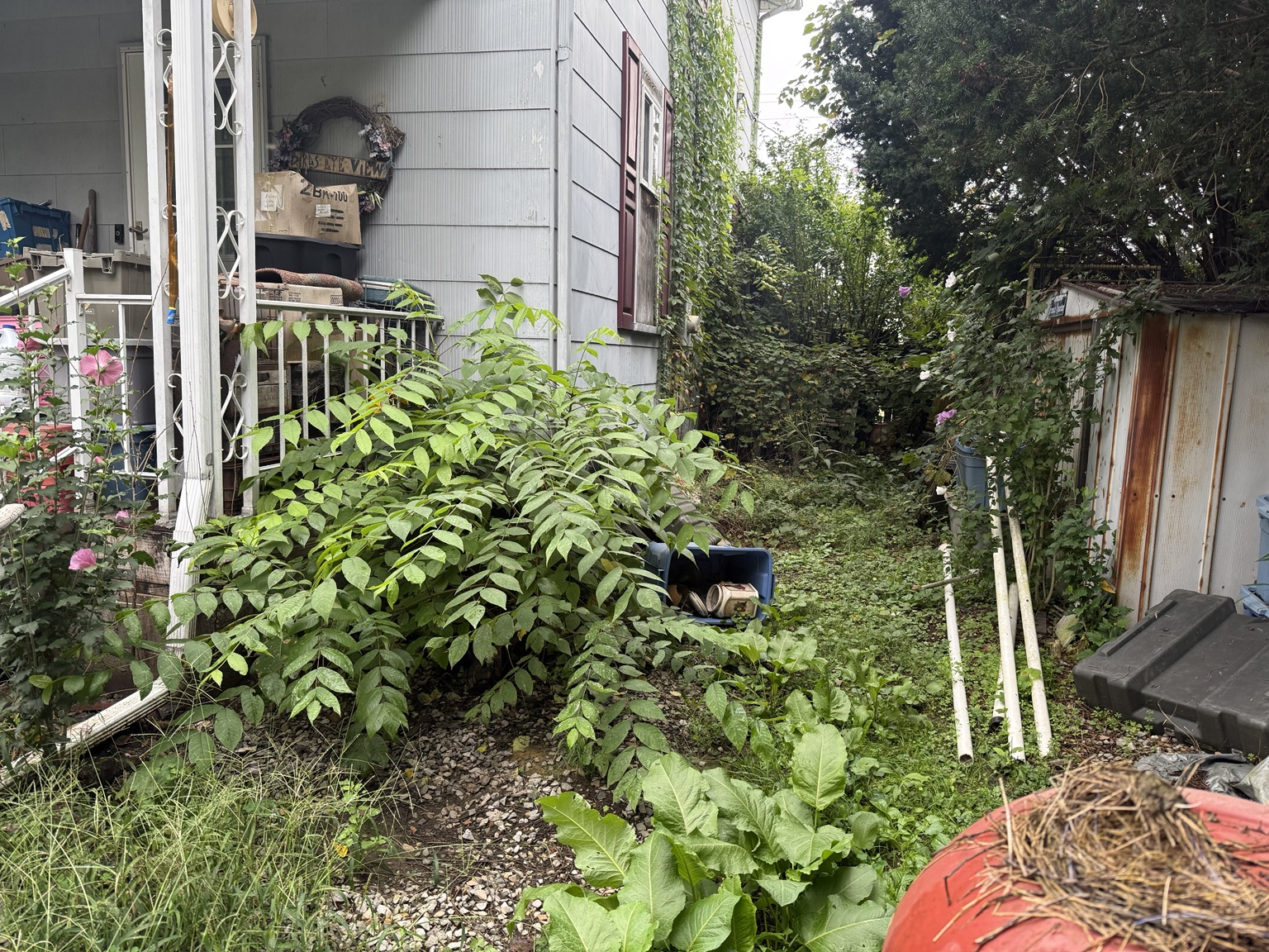 Town_Property_Cleanup_Side_Yard_Before.png