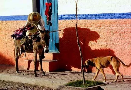 old man mounting his burro