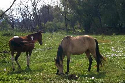 horses in hyacinths - at lakeshore
