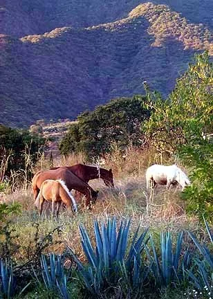 horses with blue agave