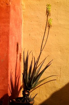 flor de Aloe vera - casa de la artista
