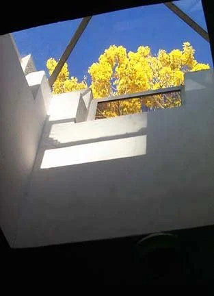 Primavera tree in bloom - skylight, casa de la artista