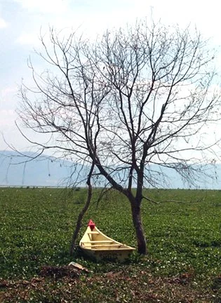 boat in hyacinths
