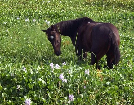 Horse in Hyacinths