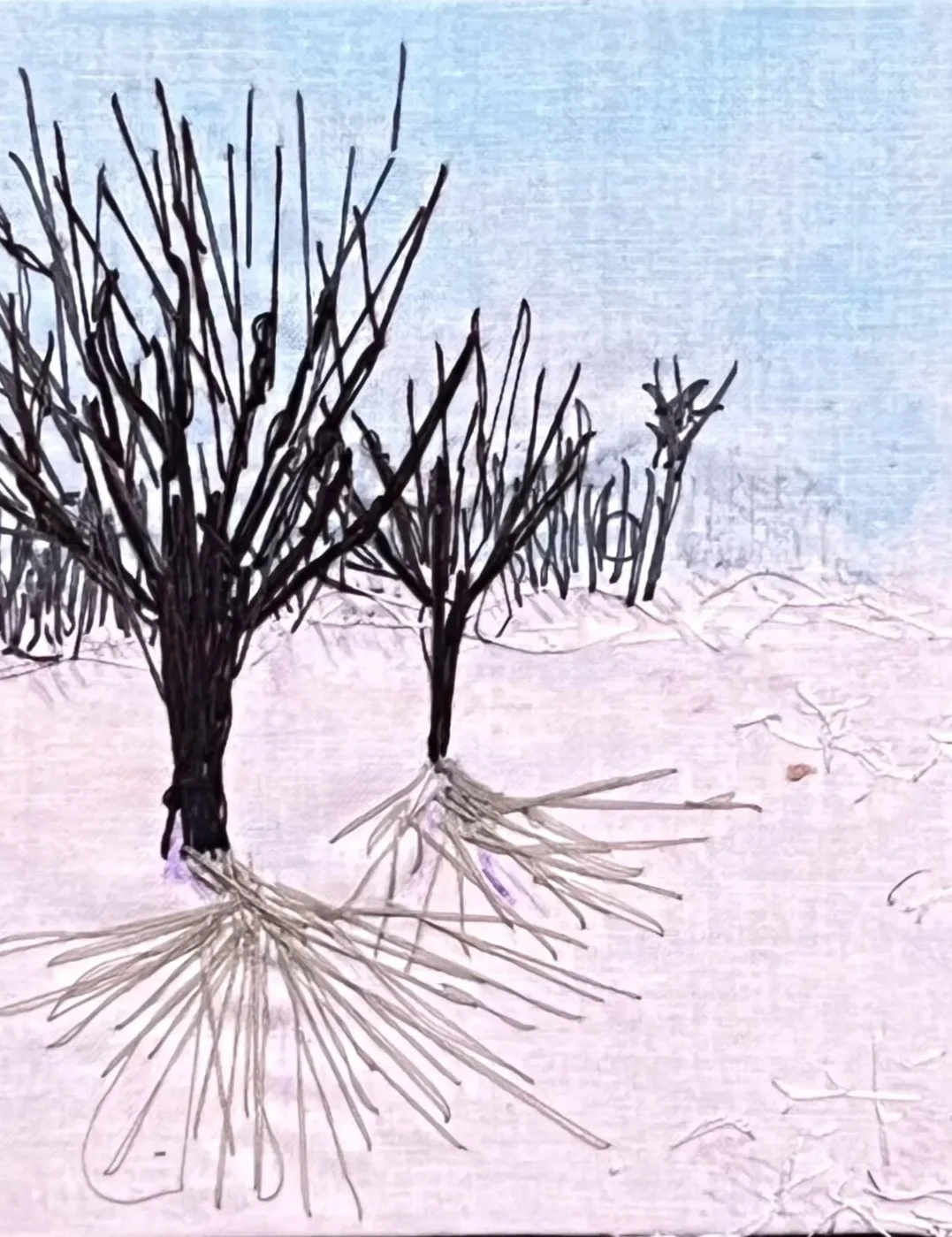 SnowShadowsCropped.webp